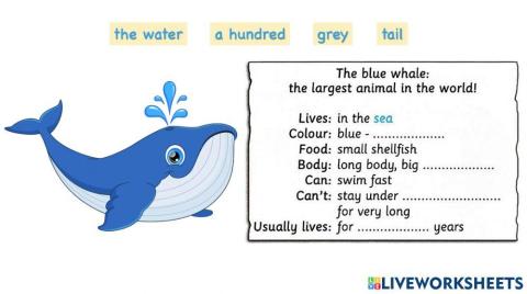 The blue whale