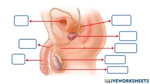 Sistema Reproductivo