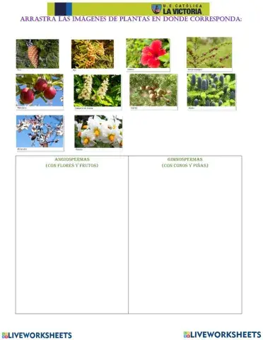 PLANTAS: angiospermas y gimnospermas