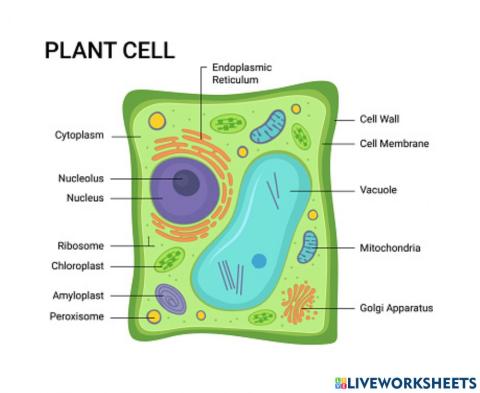 Plant cell