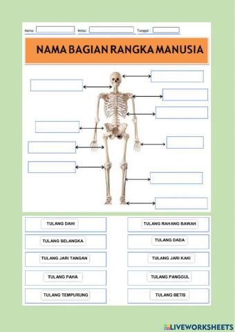 1. tema 1 - subtema 2 - ipa - nama bagian rangka manusia