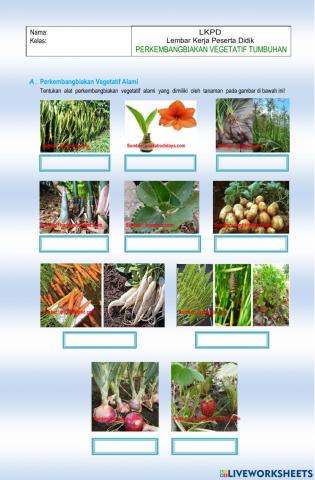 Vegetatif alami dan vegetatif buatan