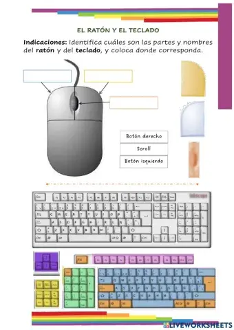 Partes del ratón y del teclado.