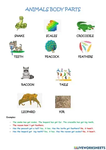 Animal body parts