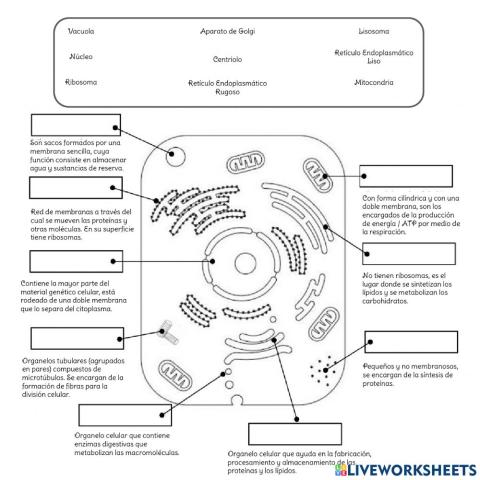 Célula animal y vegetal