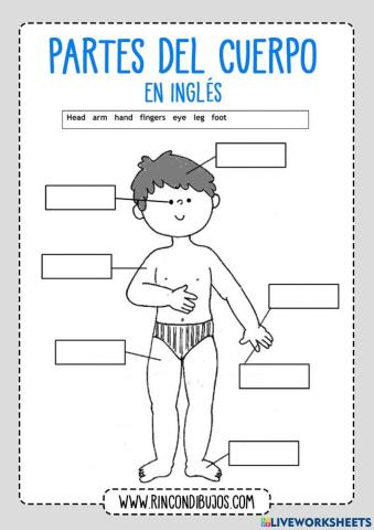El cuerpo en ingles