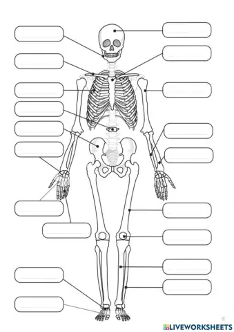 Huesos del Cuerpo Humano