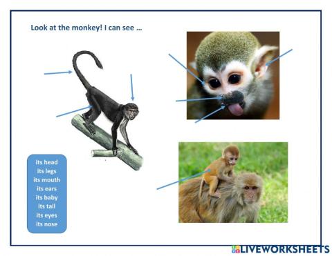 Lions: Parts of an animal