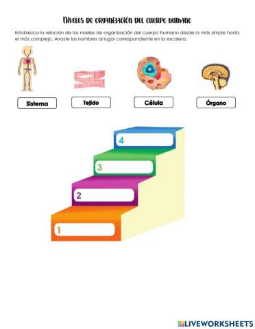 Niveles de organización del cuerpo humano