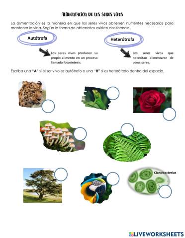 Alimentación de seres vivos