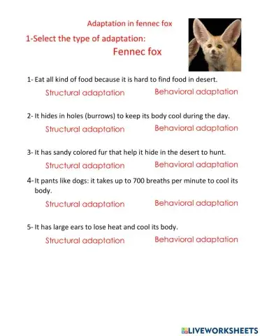 Fennec fox