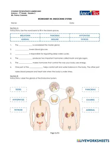 Endocrine System