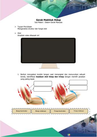 Sistem Gerak Manusia