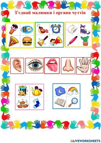 Органи чуттів 4