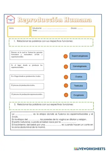 Reproducción humana