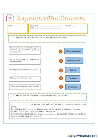 Reproducción humana