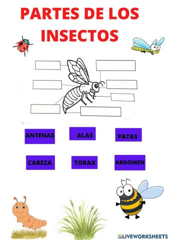 Parte de los insectos
