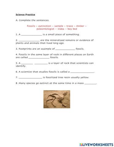 Science Practice Fossils