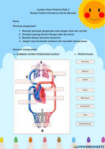 Organ Sistem Peredaran Darah Manusia