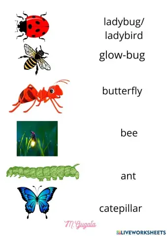 Insects for 2nd grade students