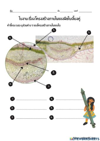 โครงสร้างภายในของใบ