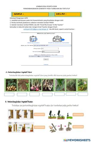 REPRODUKSI TUMBUHAN ANGIOSPERMAE