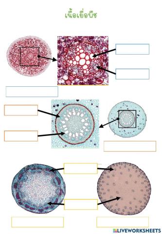 เนื้อเยื่อพืช