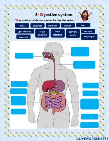 3° digestive system