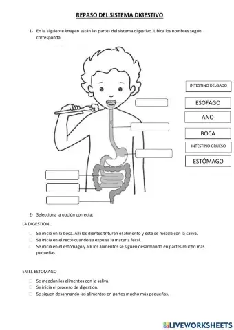 REPASO DEL SISTEMA DIGESTIVO