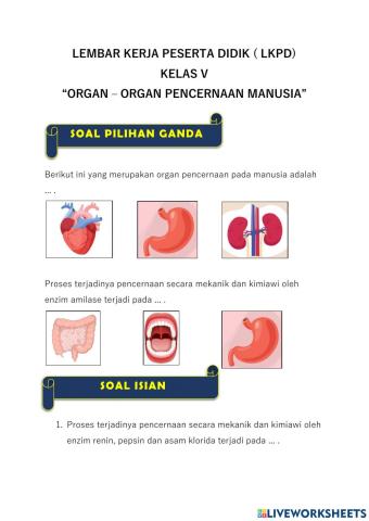 Lkpd organ-organ pencernaan manusia