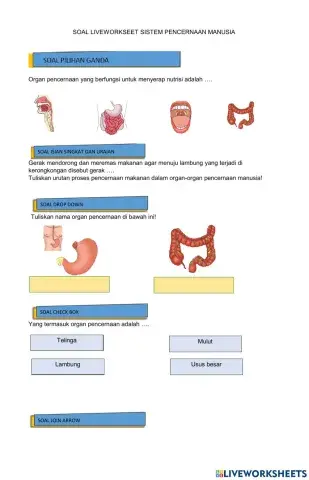 Sistem pencernaan manusia