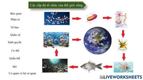 Các cấp tổ chức sống