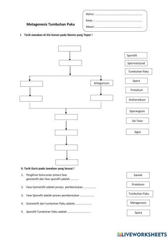 Metagenesis Tumbuhan Paku