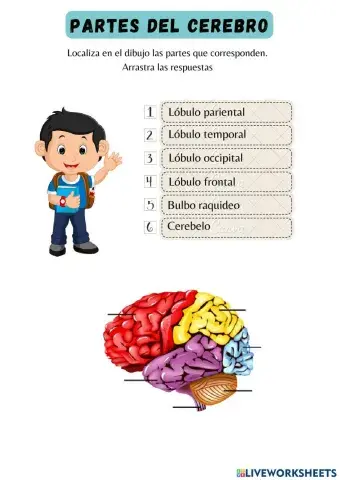 Partes del cerebro