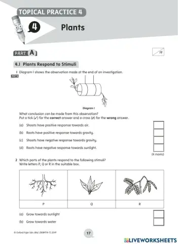 Y4 Revision topic - plants