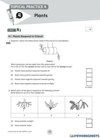 Y4 Revision topic - plants