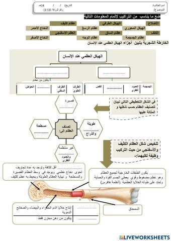 الجهاز الحيكلي