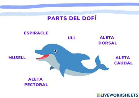Parts del dofí