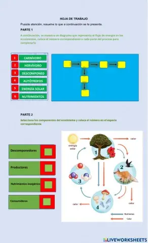 Flujo de Energía y Materia