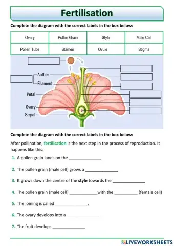 Fertilisation in Flowers