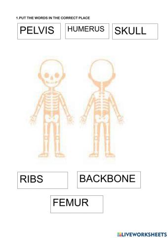 Skeletal system