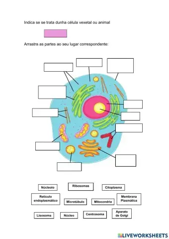 PARTES DE LA CÉLULA- 1