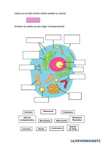 PARTES DE LA CÉLULA- 1