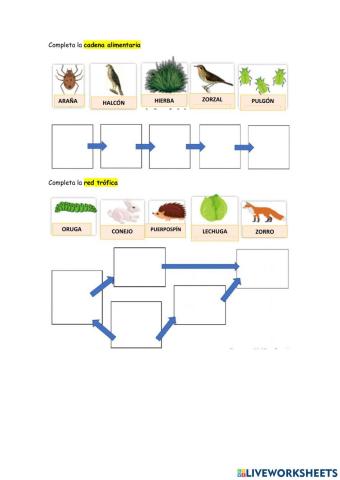 Cadena alimentaria y red trófica