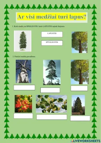 Ar visi medžiai turi lapus?