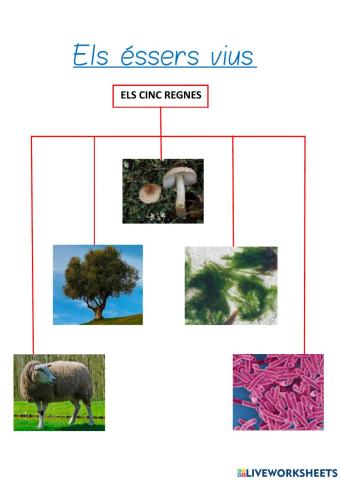 Els éssers vius