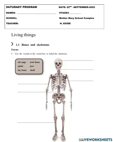 Skeletal system