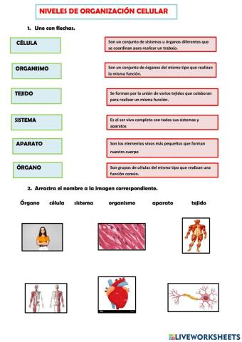 Niveles de organización de la célula