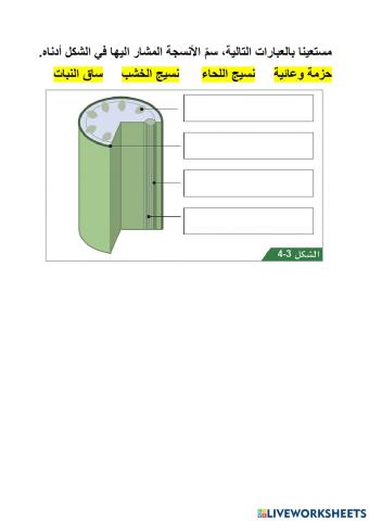 اوعية النقل في النبات