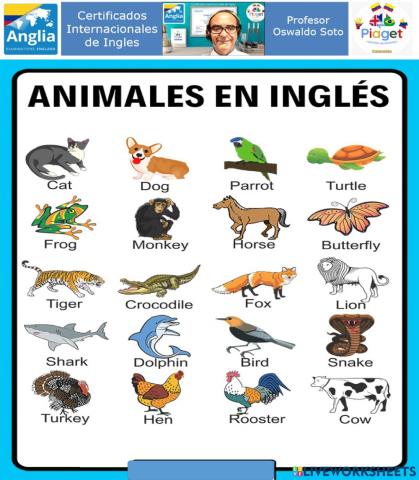 Animales en Ingles page 12